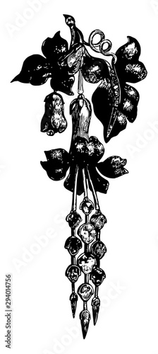 Brooch, attached to garments, vintage engraving.