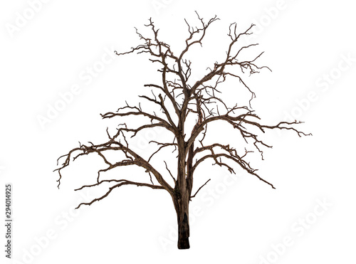 dead bare tree on white
