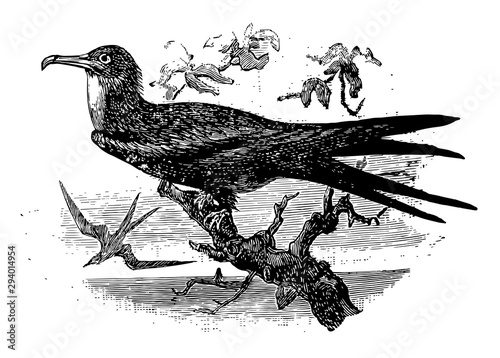 Ascension Frigatebird, vintage illustration.