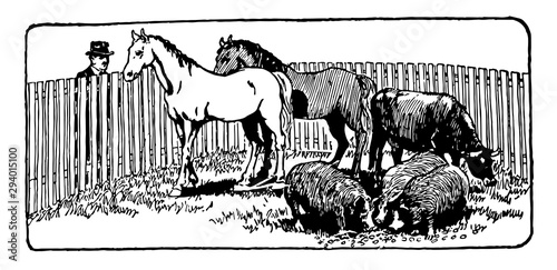 Farm Animals in Corral, vintage illustration.
