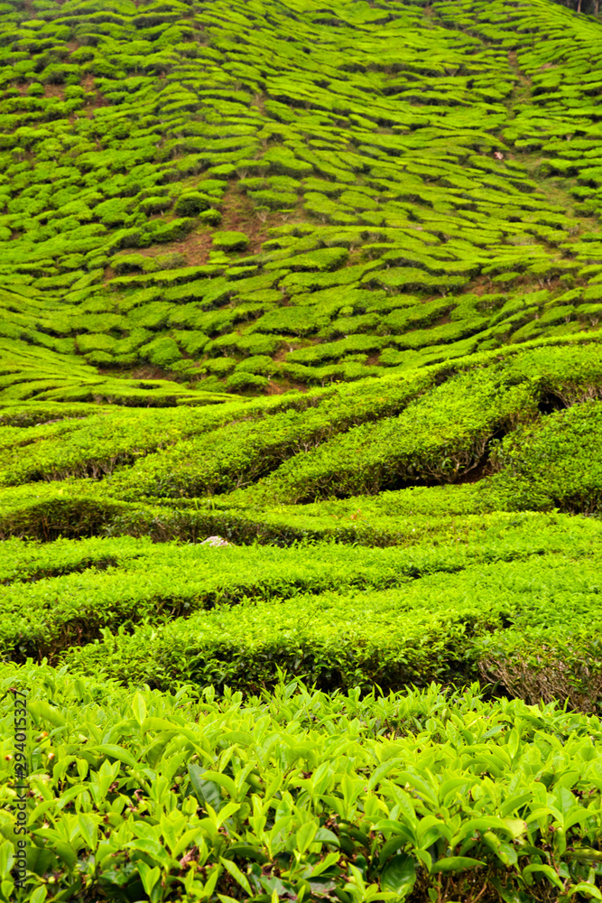 Tea plantations between green hills and mountains in Southeast Asia at sunset with clouds