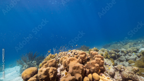 Seascape of coral reef in the Caribbean Sea around Curacao with coral and sponge