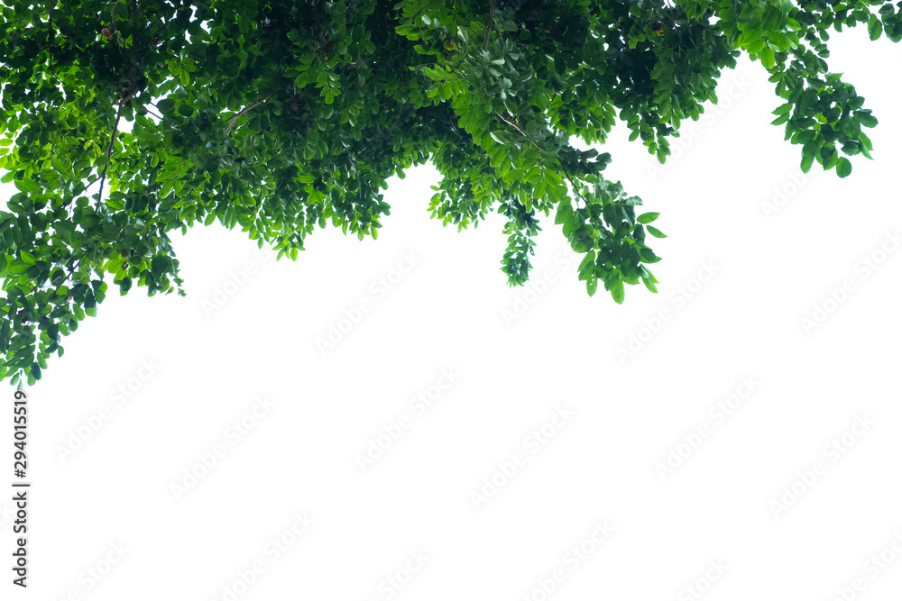 Green leaves on a white background Green leaves on a white background
