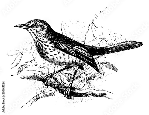 Fieldfare Perched on Branch, vintage illustration.