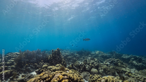 Seascape of coral reef in the Caribbean Sea around Curacao with coral and sponge