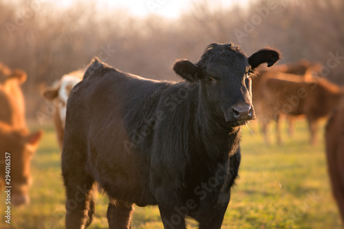 Cow in winter on the cattle ranch 