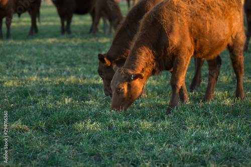 Cattle grazing on oat grass