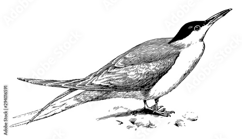 Common Tern, vintage illustration.