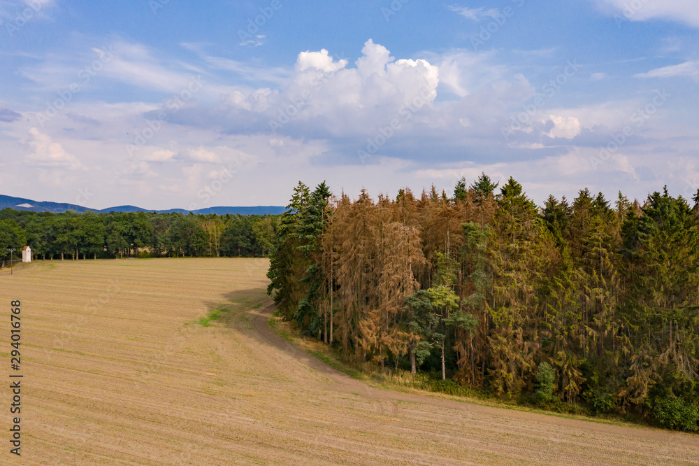 Fototapeta premium Luftaufnahme vom Waldsterben mit Nadelwald