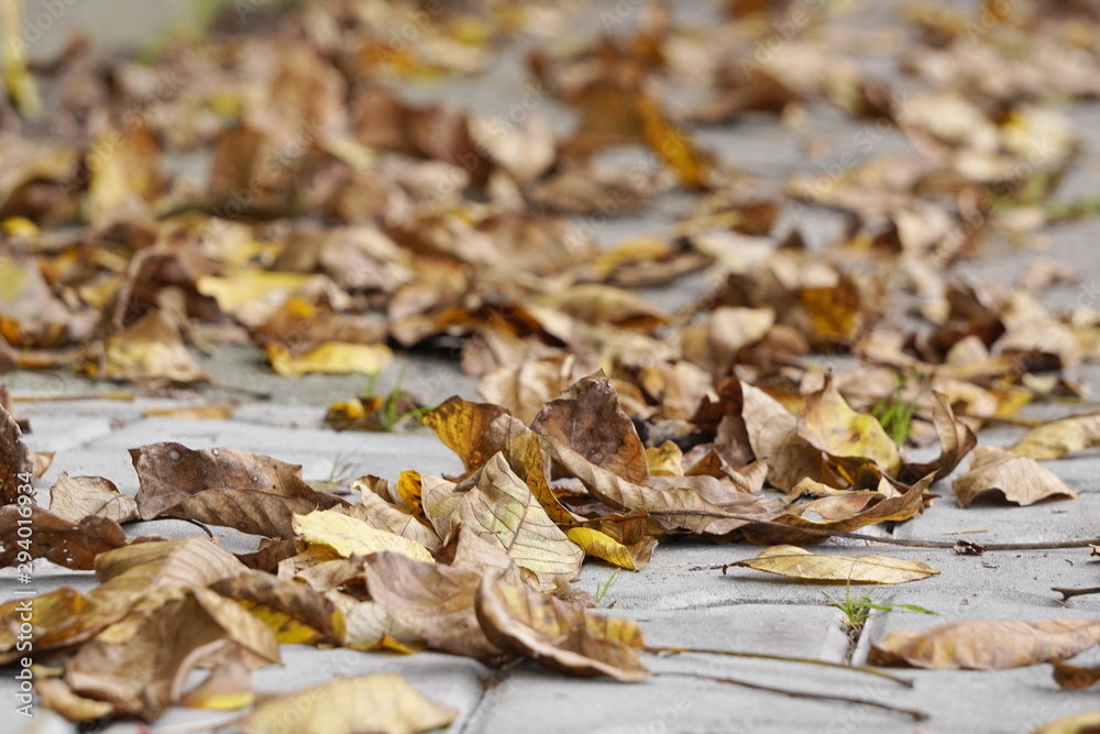 dry yellow leaves lie on the paving slabs under the feet of passers-by. change of seasons, dry and bright autumn in the city.
