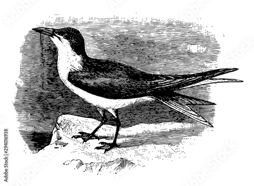 Gull Billed Tern, vintage illustration.