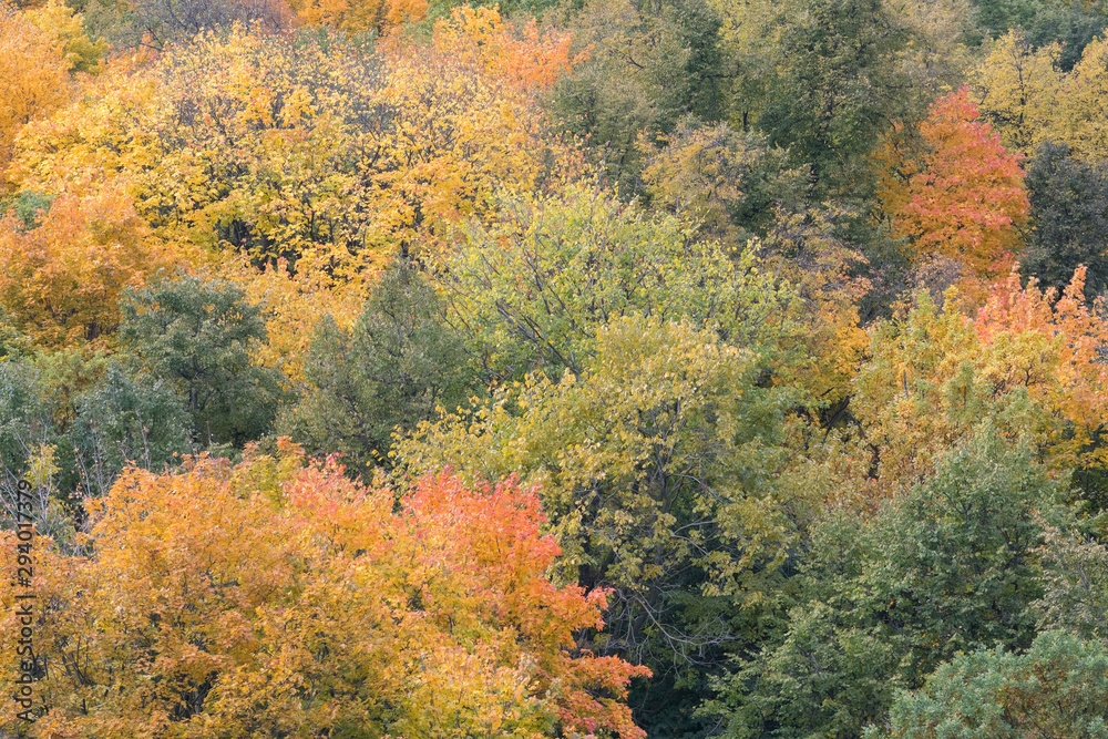 Autumn landscape. Trees and yellow-green foliage in the city park. Autumn landscape. Trees and yellow-green foliage in the city park.