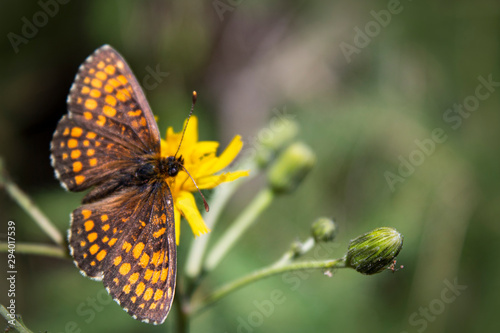 black-yellow patterned butterfly with open wings on a yellow blossom © Flying broccoli