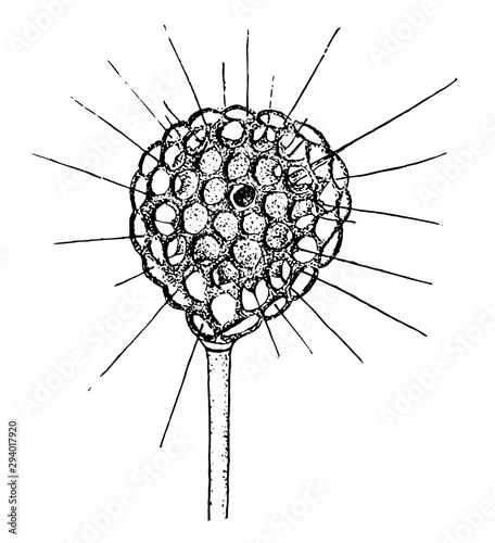 Amoeboid, vintage illustration