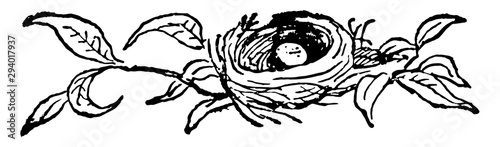 Bird Nest with an Egg, vintage illustration.