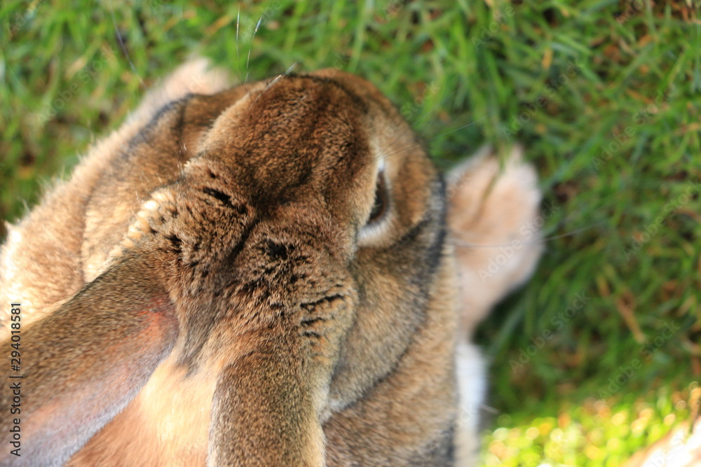 Obraz premium Kaninchen