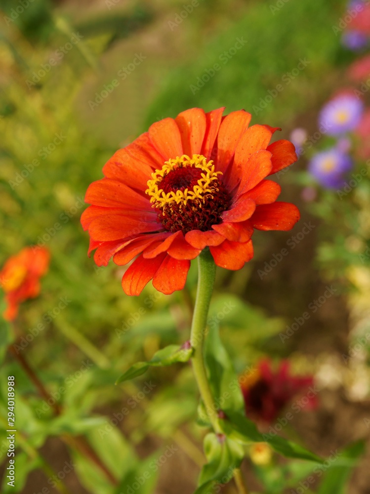 red,beautiful flower of zinnia plant in a garden red,beautiful flower of zinnia plant in a garden