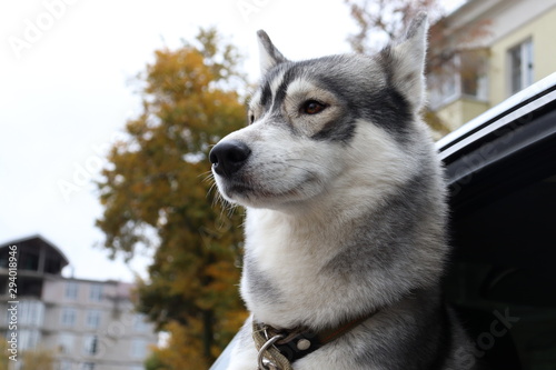 Siberian Husky .dog for a walk. Car and dog