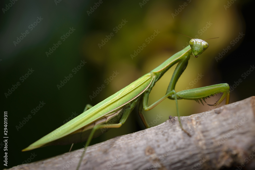 Praying mantis in the wild - Mantis religiosa Praying mantis in the wild - Mantis religiosa