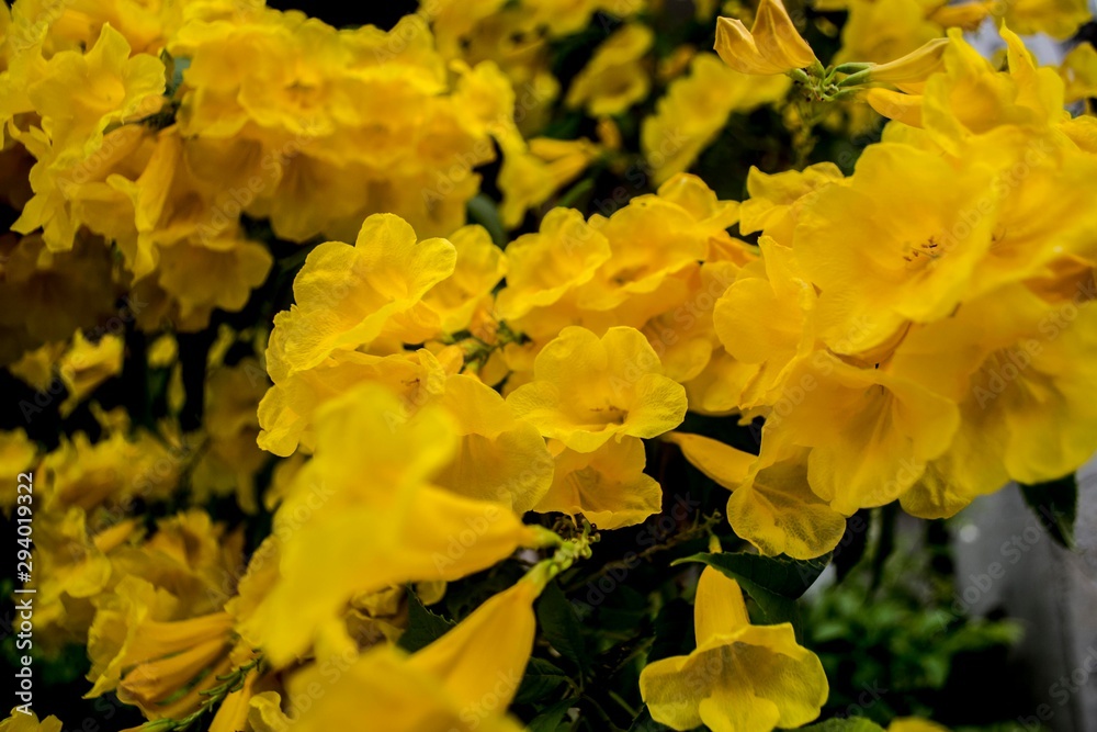  yellow flower Thai people call Thong Ruai.