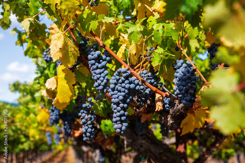 Bunches of Merlot grapes growing on the vine in a Califonian Vineyard. photo