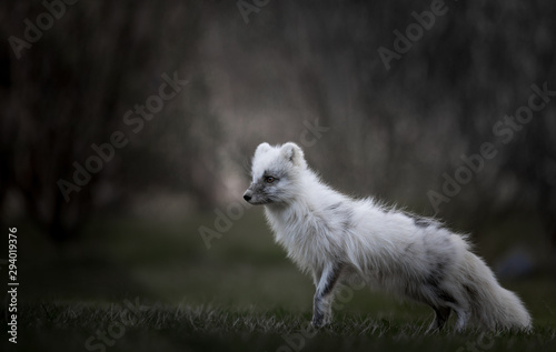 Fox on the move