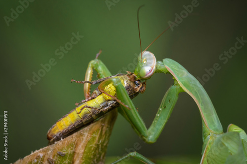 Praying mantis eating grasshopper - Mantis religiosa