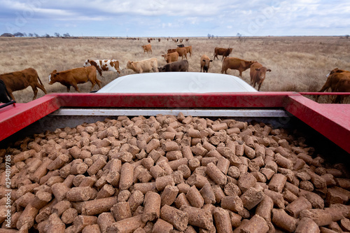 Supplemental feed for cattle in winter