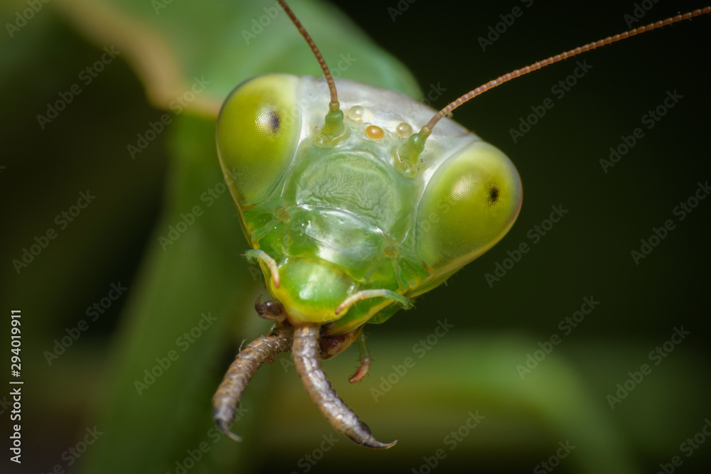 Praying mantis eating lizard Mantis religiosa StockFoto Adobe Stock