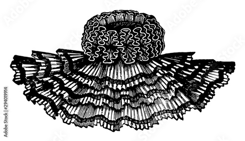 The cape for decorative reasons, vintage engraving.