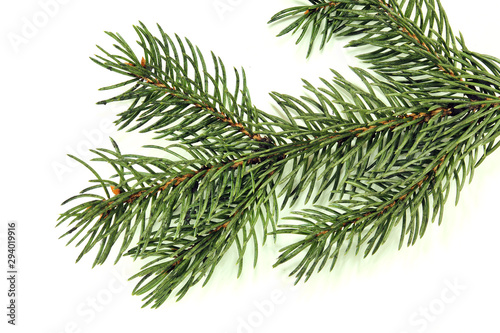 Green spruce branch on a pure white background