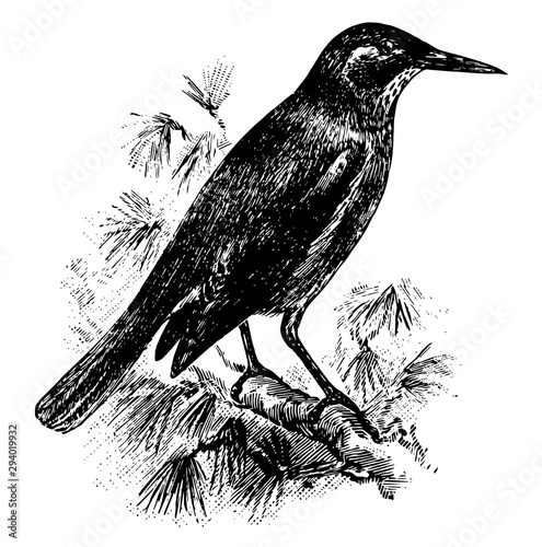 Pinyon Jay, vintage illustration. photo