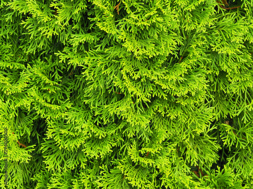 Thuja branches close up. Green texture and background Thuja branches close up. Green texture and background