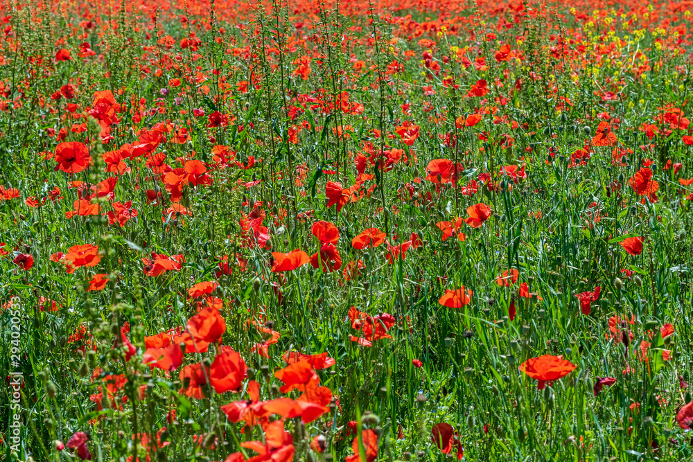 field of red poppies in spring