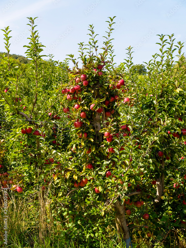 Malus domestica | Pommier domestique ou pommier commun garni de pommes mures en fin d'été dans un verger du margräflerland en Allemagne Forêt-Noire