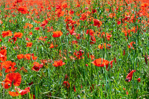 Poppy field in spring in countryside