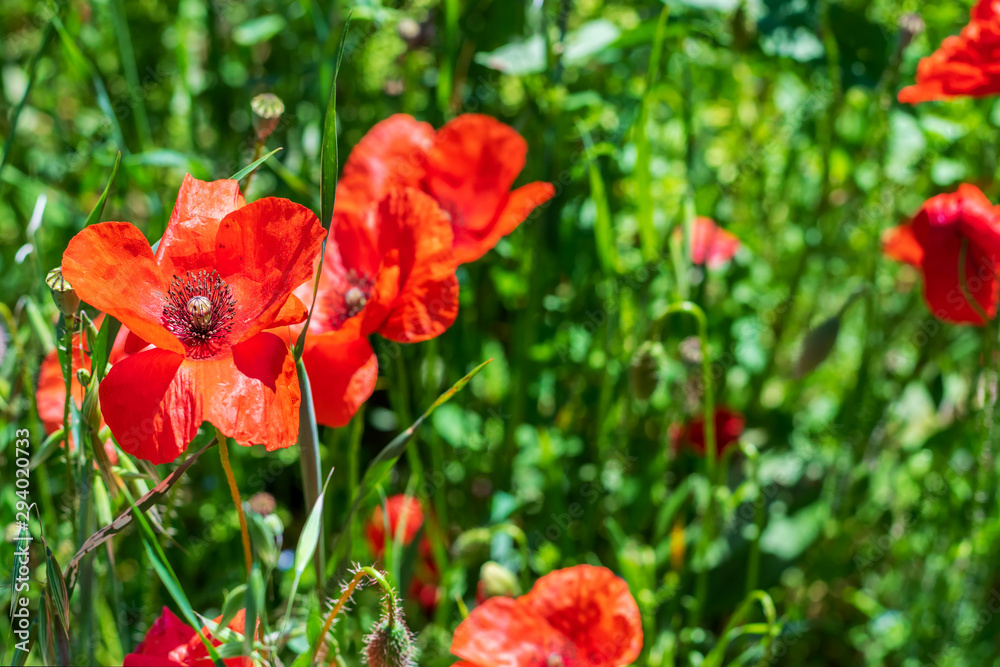 Red tender poppies closeup.