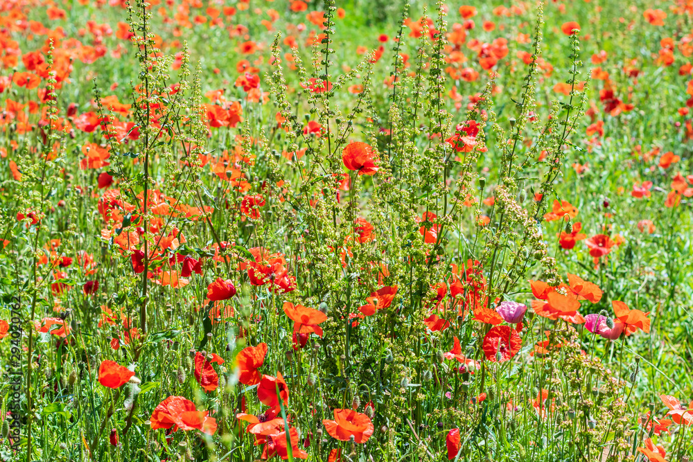 Background of red tender poppies in spring.