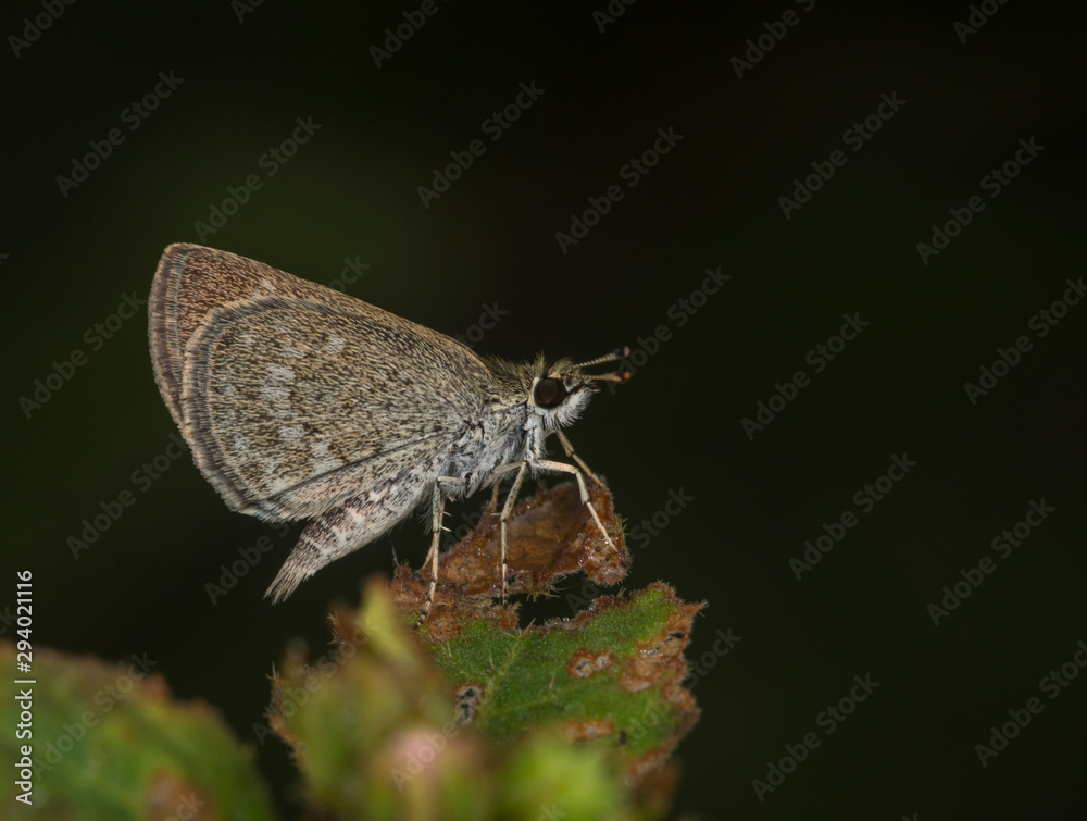 Obraz premium Pygmy Scrub Hopper Butterfly at Garo Hills,Meghalaya,India