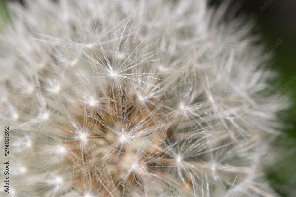 Closeup of Dandelion. Macro Image of Dandelion Flower Seeds Closeup of Dandelion. Macro Image of Dandelion Flower Seeds