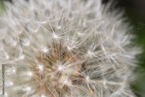 Closeup of Dandelion. Macro Image of Dandelion Flower Seeds