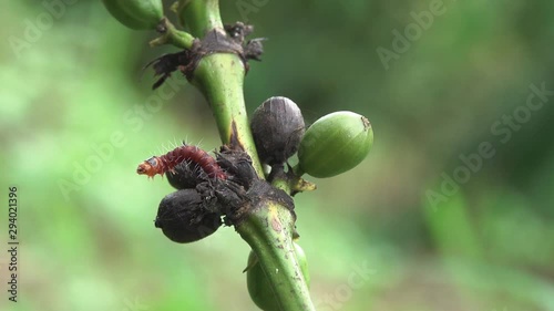 Red Zeuzera coffeae or moths stem borer destroy tree, it is dangerous insect pests with plant disease of vegetables and. Agriculture photo