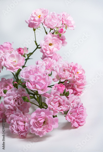 Wallpaper Mural Beautiful rose flowers bunch isolated on white background. The Fairy. Torontodigital.ca