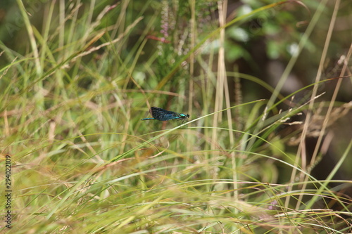 Blue dragonfly © FCelavie
