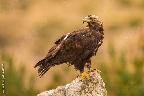 A Spanish Imperial Eagle perched on a rock in it's natural habitat photo