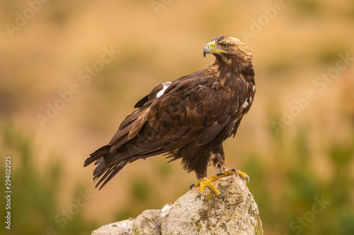 Fototapeta Naklejka Na Ścianę i Meble -  A Spanish Imperial Eagle perched on a rock in it's natural habitat