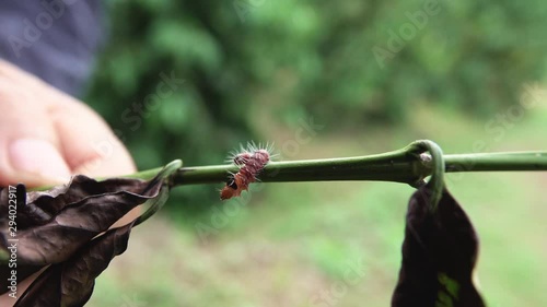 Red Zeuzera coffeae or moths stem borer destroy tree, it is dangerous insect pests with plant disease of vegetables and. Agriculture photo