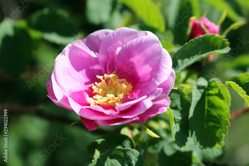 Beautiful Pink Rose Close Up