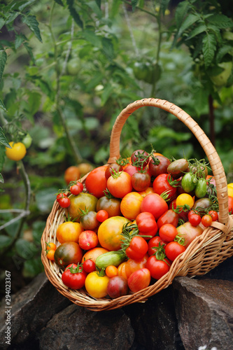 harvest of tomatoes in a basket
