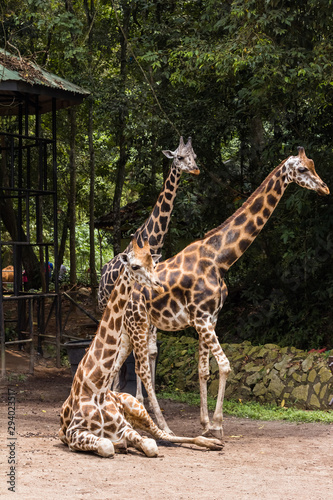 closeup view of giraffe in zoo malacca, malaysia